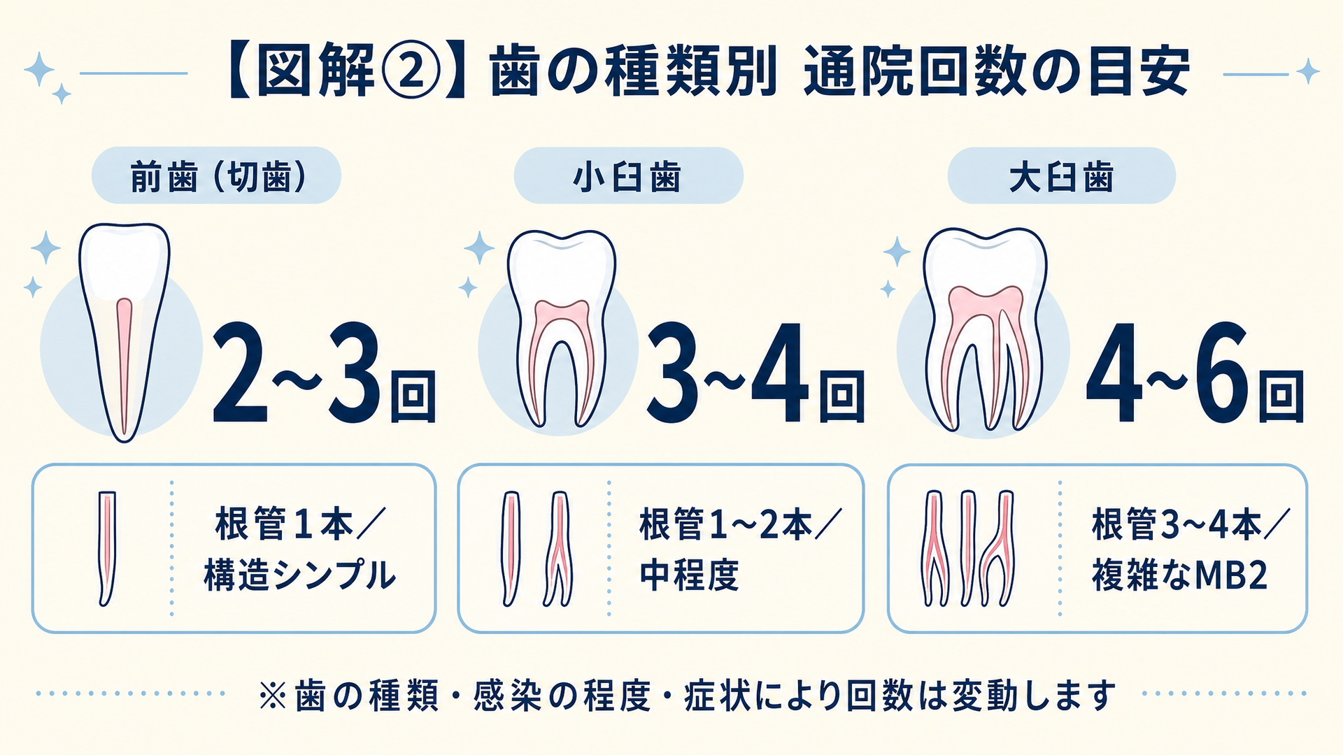前歯・小臼歯・大臼歯の根管数と通院回数の目安